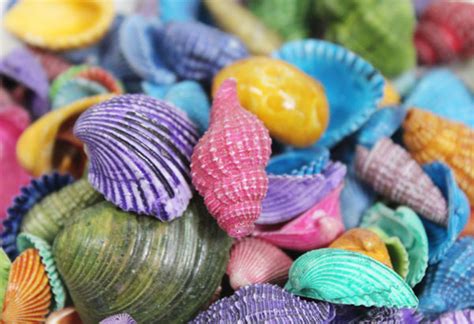 Colored Seashells Mix Bulk Craft Shells California Seashell Company