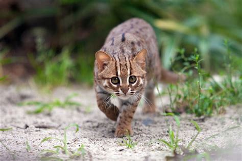 9 Tiny Wild Cats You Didnt Even Know Existed Wild Cats Small Wild