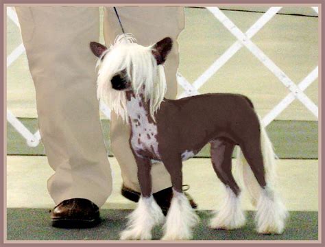 Chinese Crested Dallas Dog Shows Dog Shows In Dallas Te Flickr