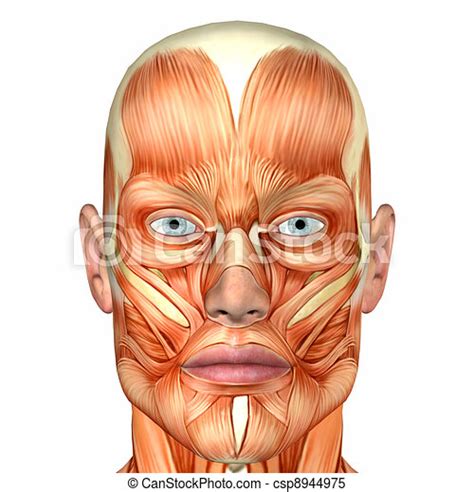 Stock Illustrations Of Male Face Anatomy Illustration Of The Anatomy
