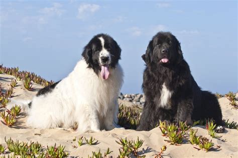 Newfoundland Dog Breed Facts And Information Cuteness