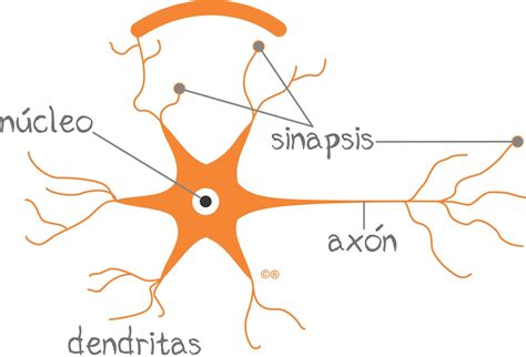 Esquema De La Neurona ¡fotos And Guía 2021