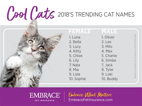 So, if you're thinking of adding a persian cat to your family, we've put together a list of all the do persian cats shed alot? Feline Herpesvirus