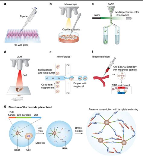 Single Cell Rna Sequencing Technologies And Bioinformatics Pipelines