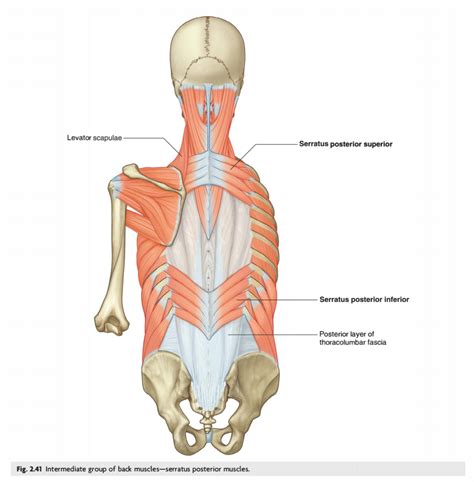 Table 22 Intermediate Respiratory Group Of Back Muscles Diagram