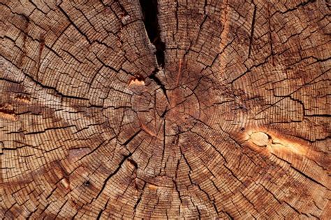 Cut Log Woodgrain Background Texture Stock Photo Anpet2000 6264392