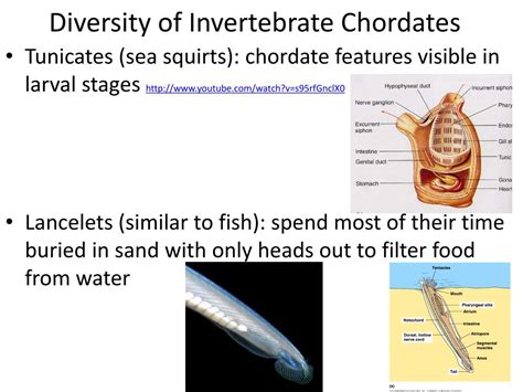 Invertebrate Chordates