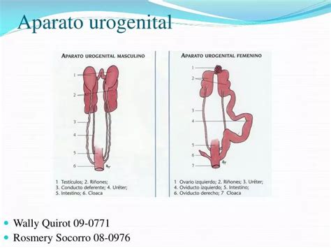 Ppt Comparative Anatomy Urogenital System Powerpoint