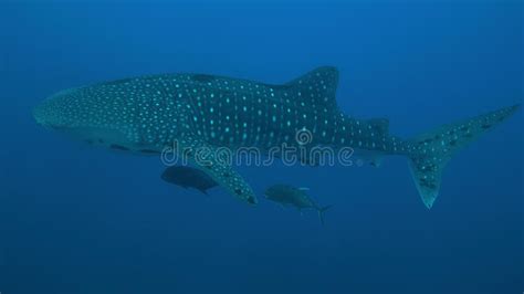 Whale Shark On A Coral Reef Stock Image Image Of Watching Water
