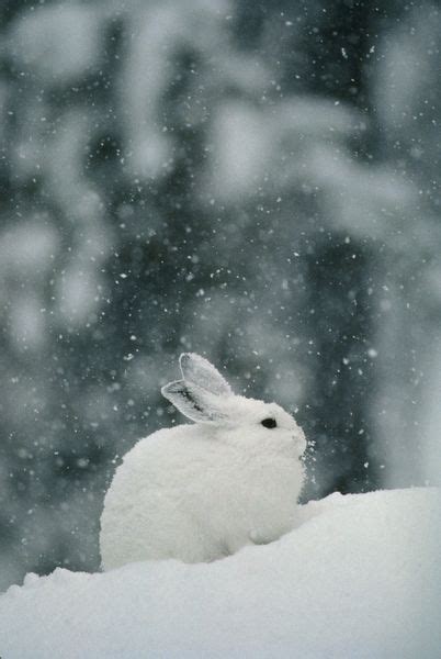 Snow Rabbit Vida Animal Mundo Animal Beautiful Creatures Animals