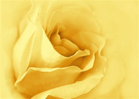 Dreaming Of Yellow Golden Roses Photograph By Jennie Marie Schell Pixels