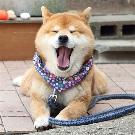 The head is in proportion with the body. Meet the Shiba Inu Who's Become an Instagram Star For His ...