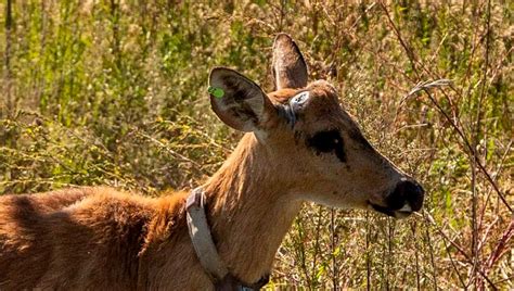 Ambiente liberó un ciervo de los pantanos en el Delta del Paraná Argentina gob ar