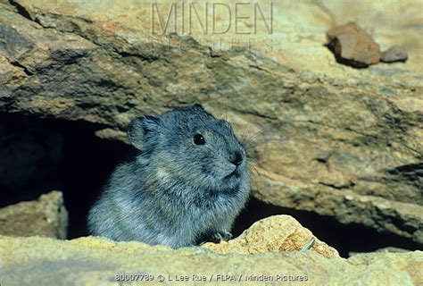 Collared Pika Stock Photo Minden Pictures