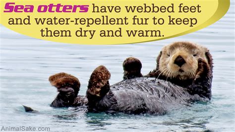 Sea Otters Facts For Kids