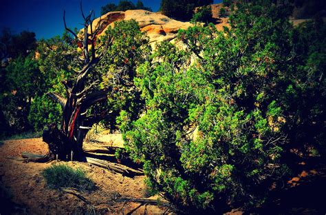 Old Desert Tree Number Two Photograph By Holly Storz Pixels