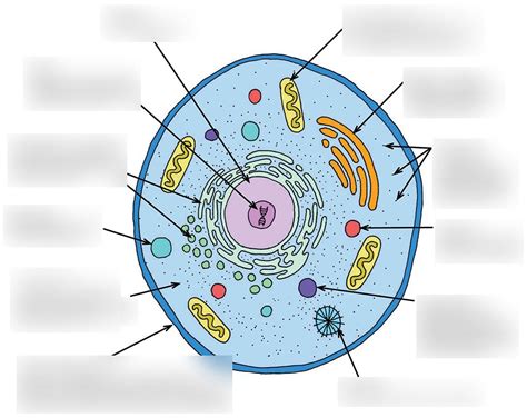 Diagram Eukaryotic Cell Diagram 1 Diagram Quizlet