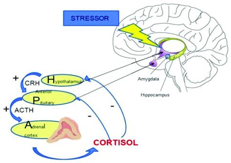 Regulation Of Hypothalamic Pituitary Adrenal Hpa Axis Activity