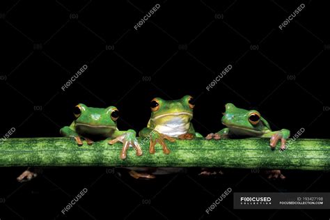 Three Tree Frogs Holding Onto A Plant Stem Black Background — Copy