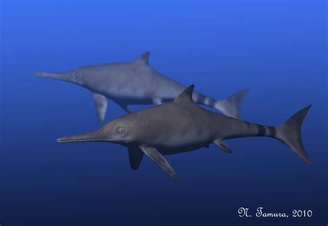 Ichthyosaurus Dinosaurs Pictures And Facts