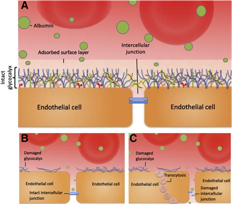 The Pathological Relevance Of Increased Endothelial Glycocalyx