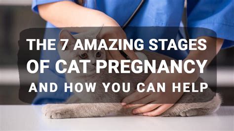 Cat Pregnancy Stages And Signs Meowkai