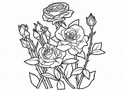 Coloring Rose Pages Roses Realistic Adults Cartoon