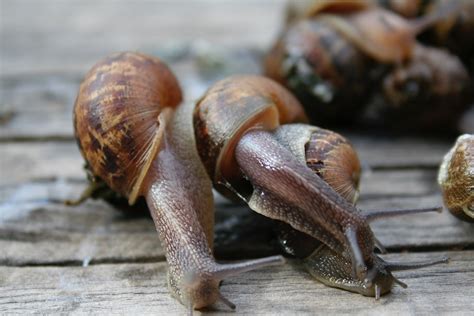 In younger snails, you can easily see and they truly breed like rabbits. How To Protect Your Leafy Garden From Snails & Slugs ...