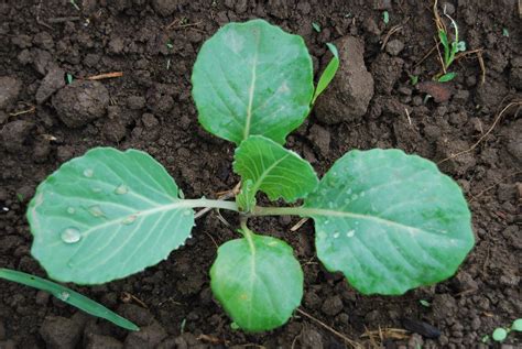 Check spelling or type a new query. The Littlest Farm: The Life of Cabbage