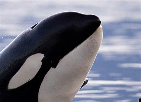 Orcas Of Alaska Medium Wyland Worldwide