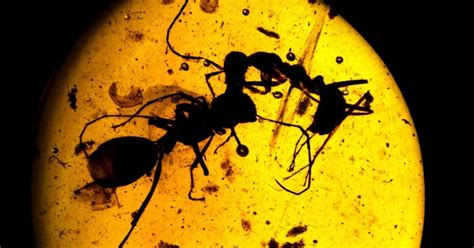 Ancient Amber Depicts War Between Ants And Termites Tdnews