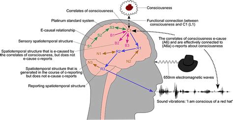 The Relationship Between Consciousness And C Reports About