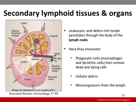 Primary And Secondary Lymphoid Organs