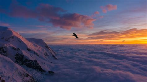 Bird Flying Above Snow Covered Mountain Under White Clouds Blue Sky Hd