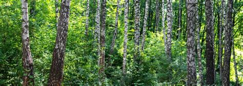A Birch Grove In A Forest Thicket Birches And Thickets Of Young Trees