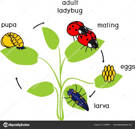 Ladybug Life Cycle Ladybug Life Cycle Life Cycles Life Cycles Preschool