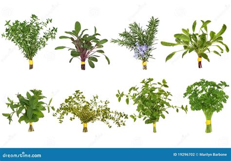 Herb Leaf Posy Selection Stock Photo Image Of Variety 19296702