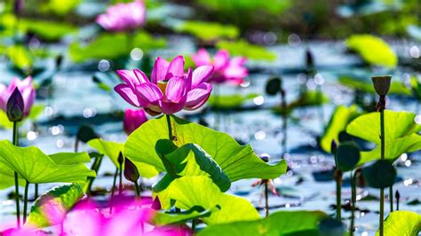 Desktop Wallpaper Lotus Pond Leaves Plants Bokeh 5k