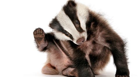 Eurasian Badgers Known For Digging Dirt And Each Other