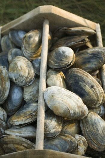 These Clams Use A Creative Sex Trick To Reproduce Glamour