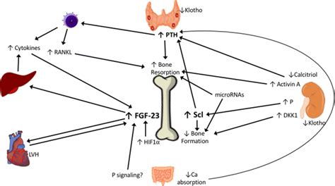 New Vision Of The Pathophysiology Of Ckd Mbd Osteocytes Exhibiting An