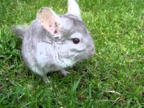 If you are considering offering. Cute Chinchilla for sale (sold) - YouTube