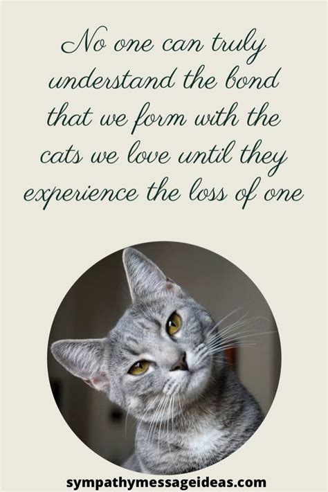 Grieving Loss Of Cat Quotes Cat Grief Quotes Quotesgram Available