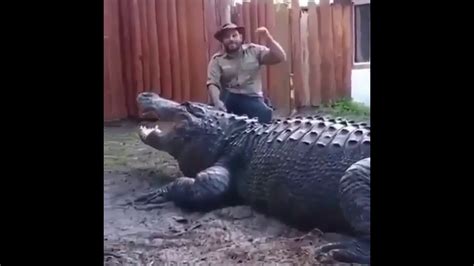 Biggest Alligator Ever At Gatorland Video Youtube