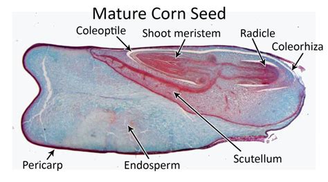 Seeds Embryogenesis