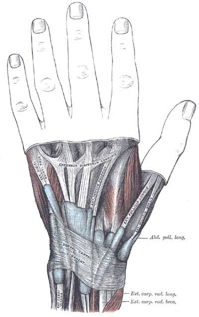 They have blood vessels and cells to maintain tendon health and repair the tendon travels through a tough band or retinaculum at the wrist and then into the hand. Dissector Answers - Forearm & Wrist