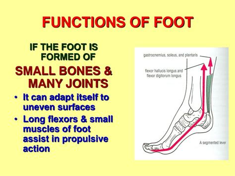 Ppt Arches Of Foot Powerpoint Presentation Free Download Id615295