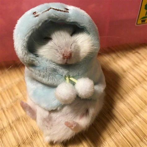 1 Twitter Cute Hamsters Cute Baby Animals Funny Hamsters