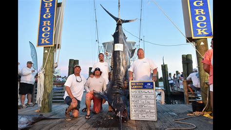 Top Dog 914lb Blue Marlin Is The Big Rock Tournament Record Youtube