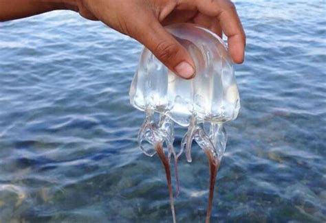 Box Jellyfish Chironex Fleckeri Coupe Glass Jellyfish Canning